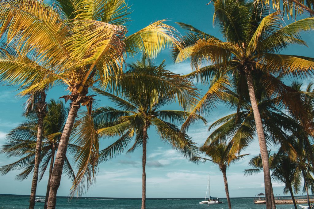 Idyllic tropical beach with palm trees and sailboats on a sunny day.