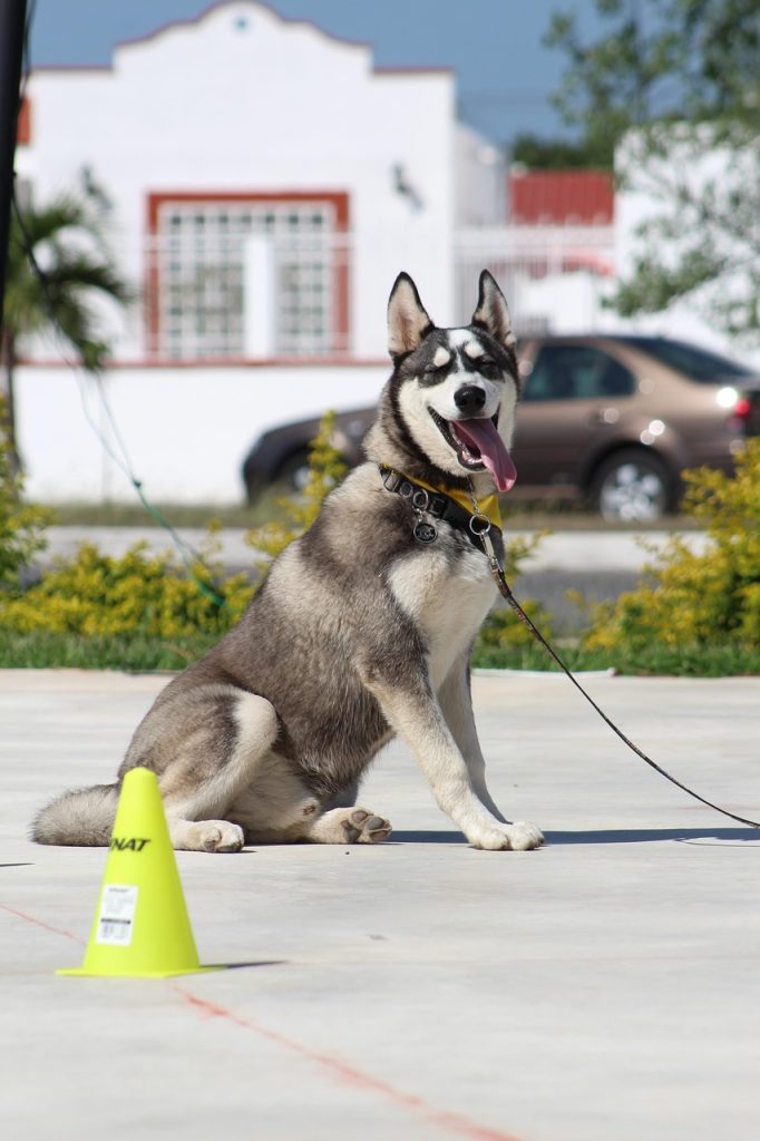 perro, stay, dog command, dog obedience, obedience training, trust, happy dog, calm, dog training, husky, siberian husky