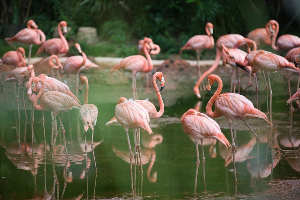 bird, flamingo, water, plumage, nature, family, flying, fauna, lake, waters